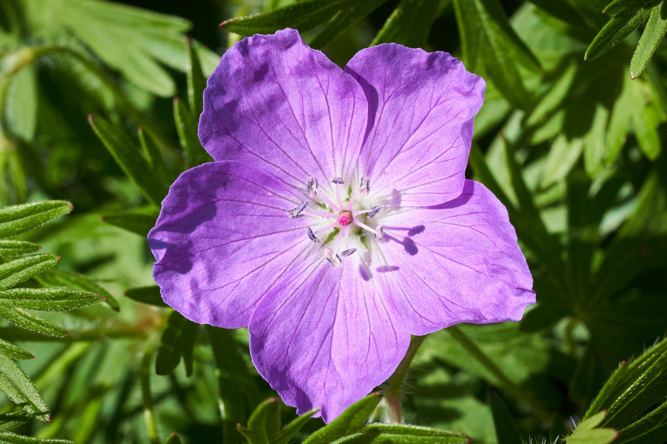 2022 05 08 Gruga 0414